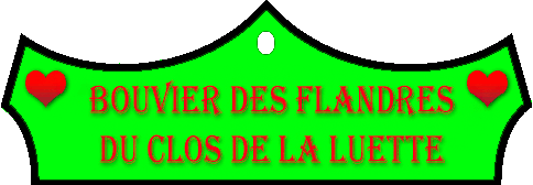 SITE WEB ELEVAGE DU CLOS DE LA LUETTE SPECIALISE POUR LE BOUVIER DES FLANDRES © COPYRIGHT DEPOSE